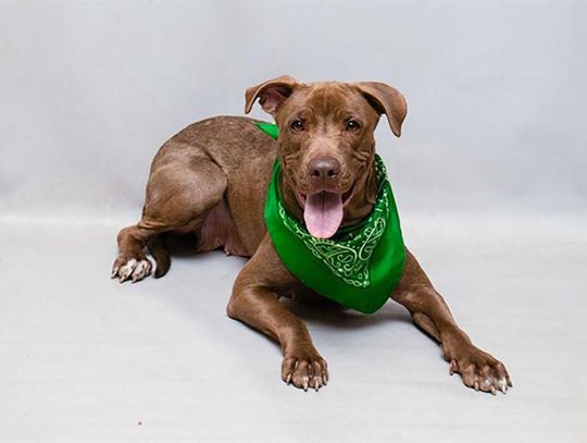 Pet of the Week - Ferrero