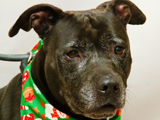 Pet of the Week: Fifi