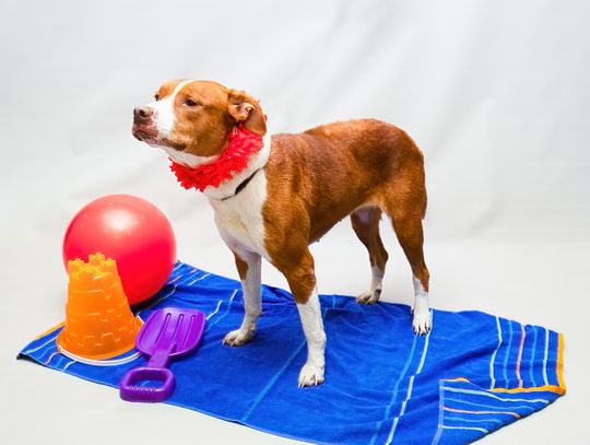 Pet of the Week: Geenie
