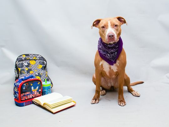 Pet of the Week: Gloria