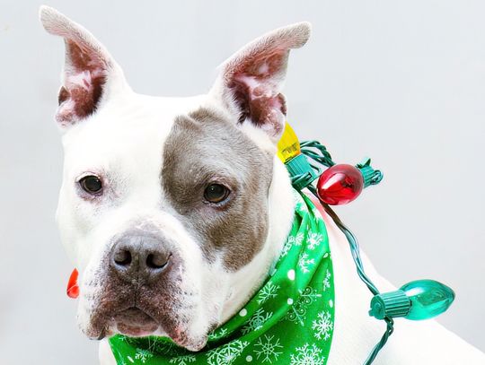 Pet of the Week: Grace