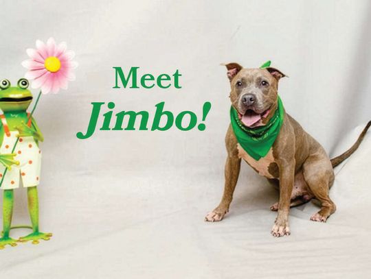 Pet of the Week - Jimbo