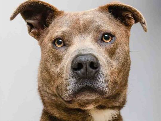 Pet of the Week - Khan