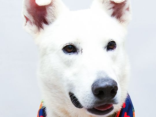 Pet of the Week: Marshall
