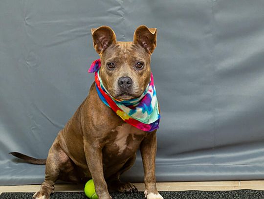 Pet of the Week - Meet Blue