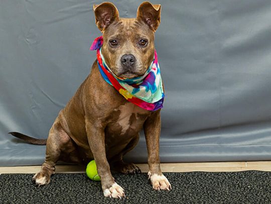 Pet of the Week - Meet Blue