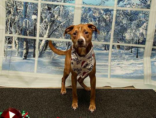Pet of the Week - Meet Cooper
