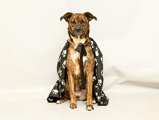 Pet of the Week - Meet Gala