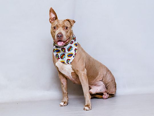 Pet of the Week - Meet Hanson
