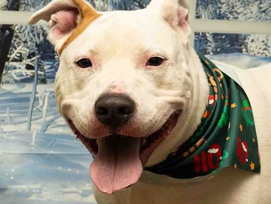 Pet of the Week - Meet Lilybet!
