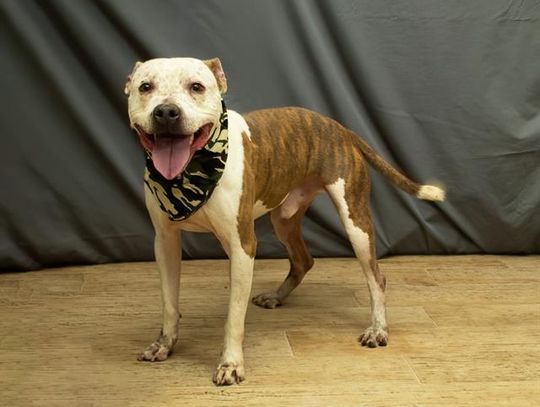Pet of the Week - Meet Max
