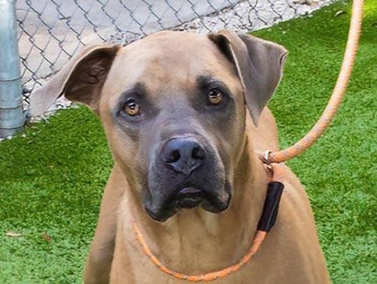 Pet of the Week - Meet Scooby Doo