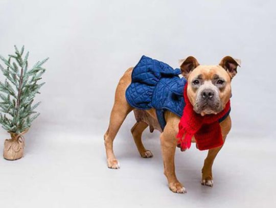 Pet of the Week  - Meet Toffee,