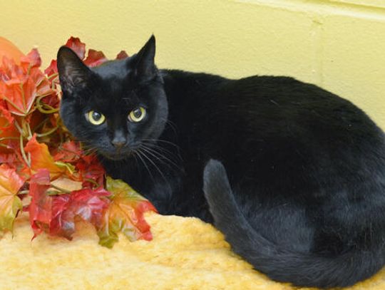 Pet of the Week: Megatron