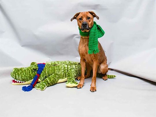Pet of the Week - Millie