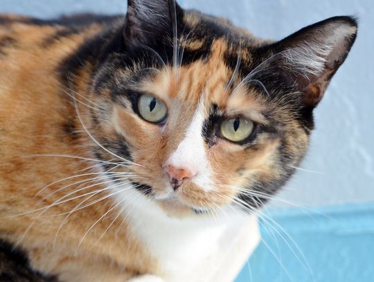 Pet of the Week: Mouse