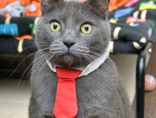 Pet of the Week - Nico