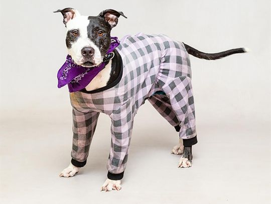 Pet of the Week - Nov. 26