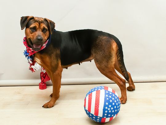 Pet of the Week Nyx