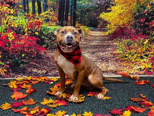 Pet of the Week - Otto