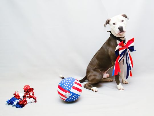 Pet of the Week: Quincy
