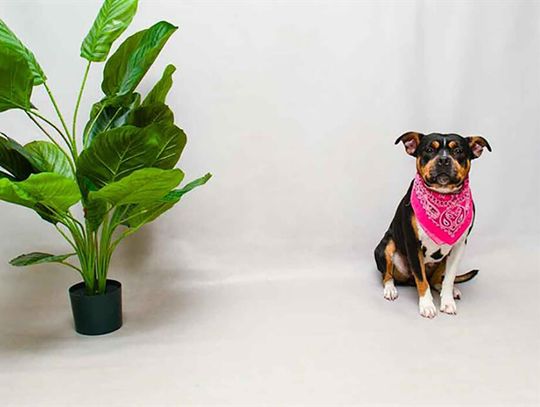 Pet of the Week - Ree