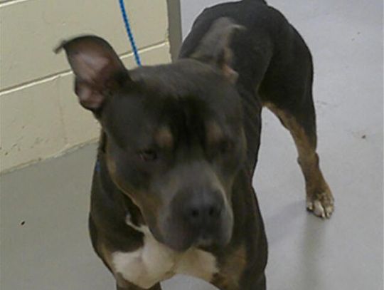 Pet of the Week - Rex