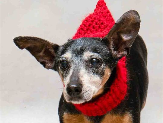 Pet of the Week - Roberto