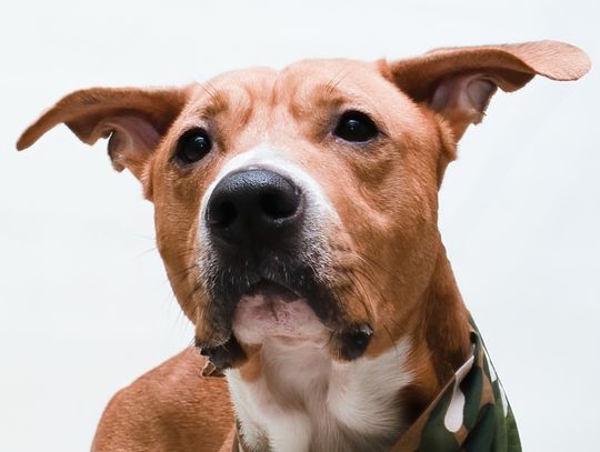 Pet of the Week: Rover