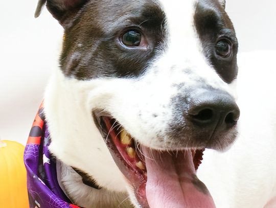 Pet of the Week: Sadie