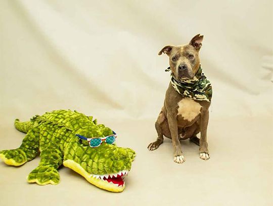 Pet of the Week - Sarg