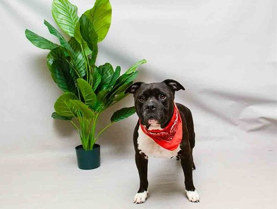 Pet of the Week - Snuggles