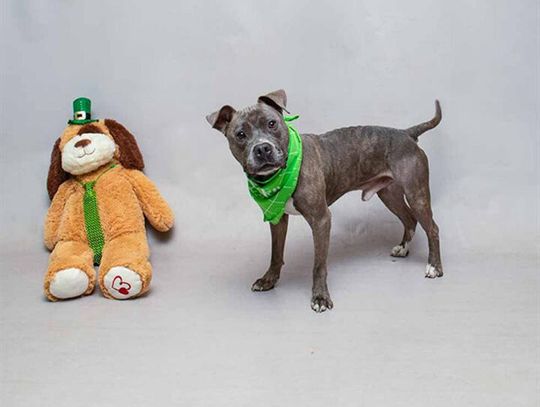 Pet of the Week - Sully