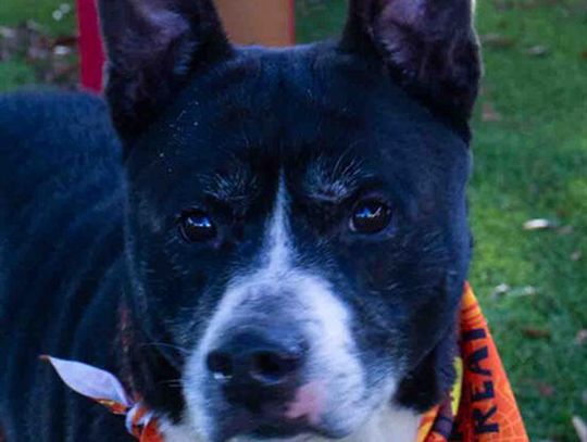 Pet of the Week - Terry