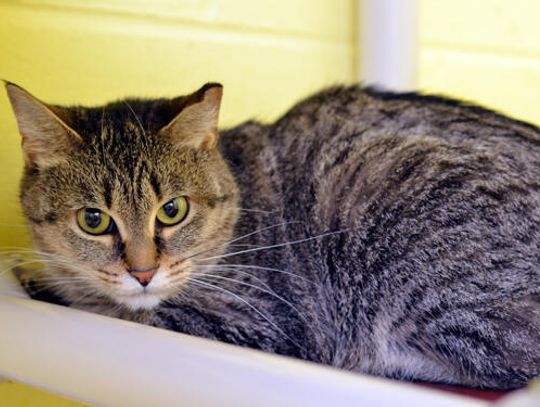Pet of the Week: Thelma