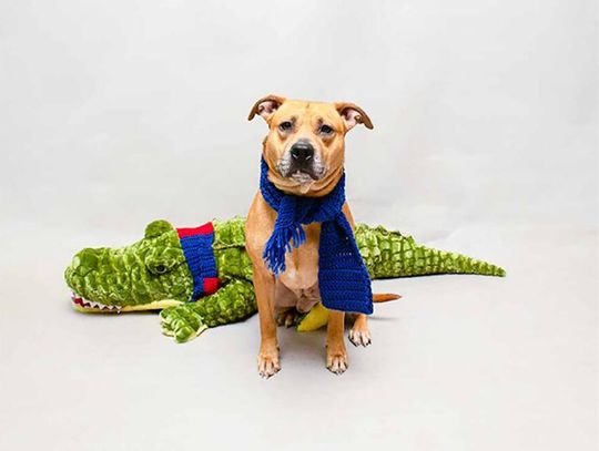 Pet of the Week - Van Halen