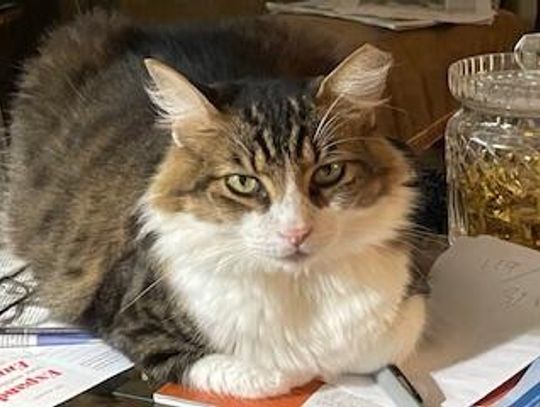 Peter Kovarik Poem - Nine Lives of a Cat
