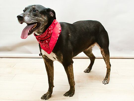 Pets of the Week