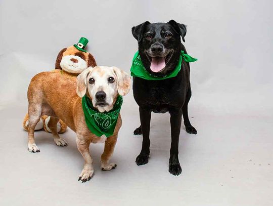 Pets of the Week - March 18