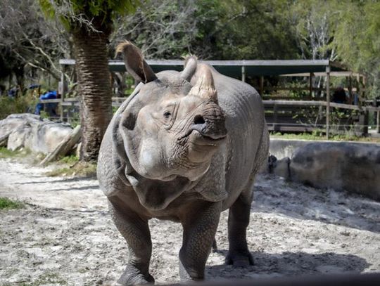 PJ, the rhino at the Central Florida Zoo & Botanical Gardens is here to stay!