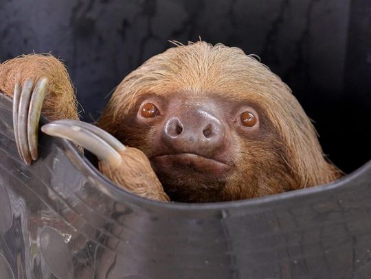Sloth Update - Dumpling