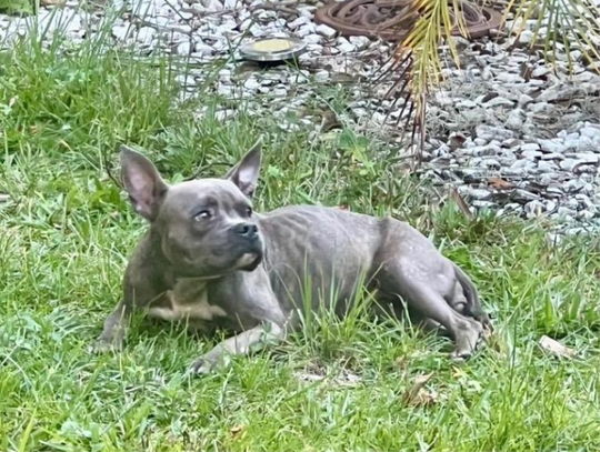 Story of Lori - Urgent Adoptable Pet