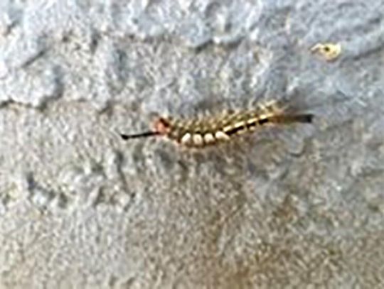 Tussock Moth Caterpillars