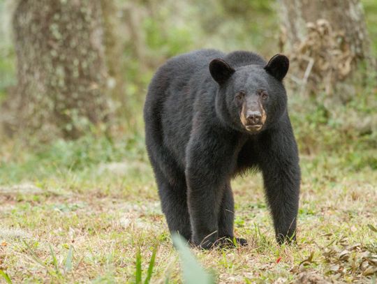 Urgent: FWC Confirms Plans for Bear Trophy Hunt – Take Action Now