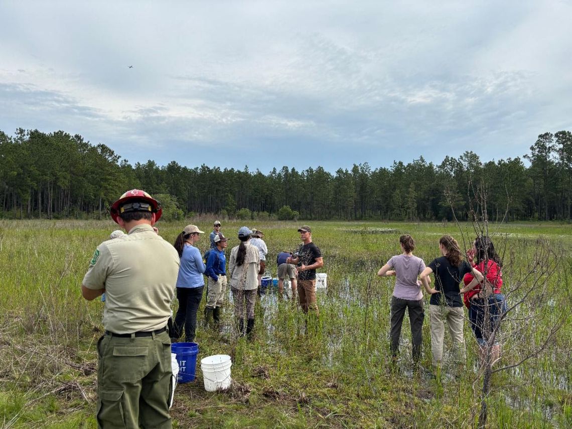 170 striped newts released in Northern Florida