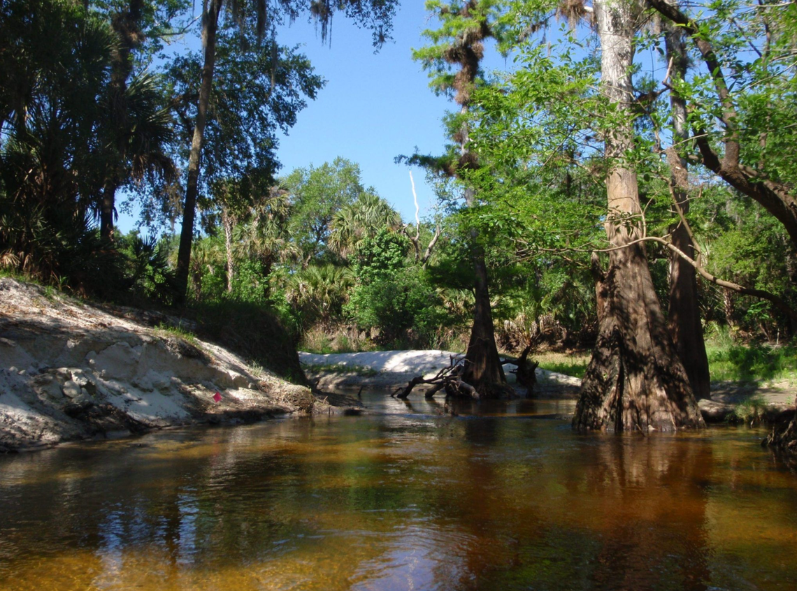 Blue Green Algae Bloom in the Little Econ River Blue Green Algae Bloom in the Little Econ River