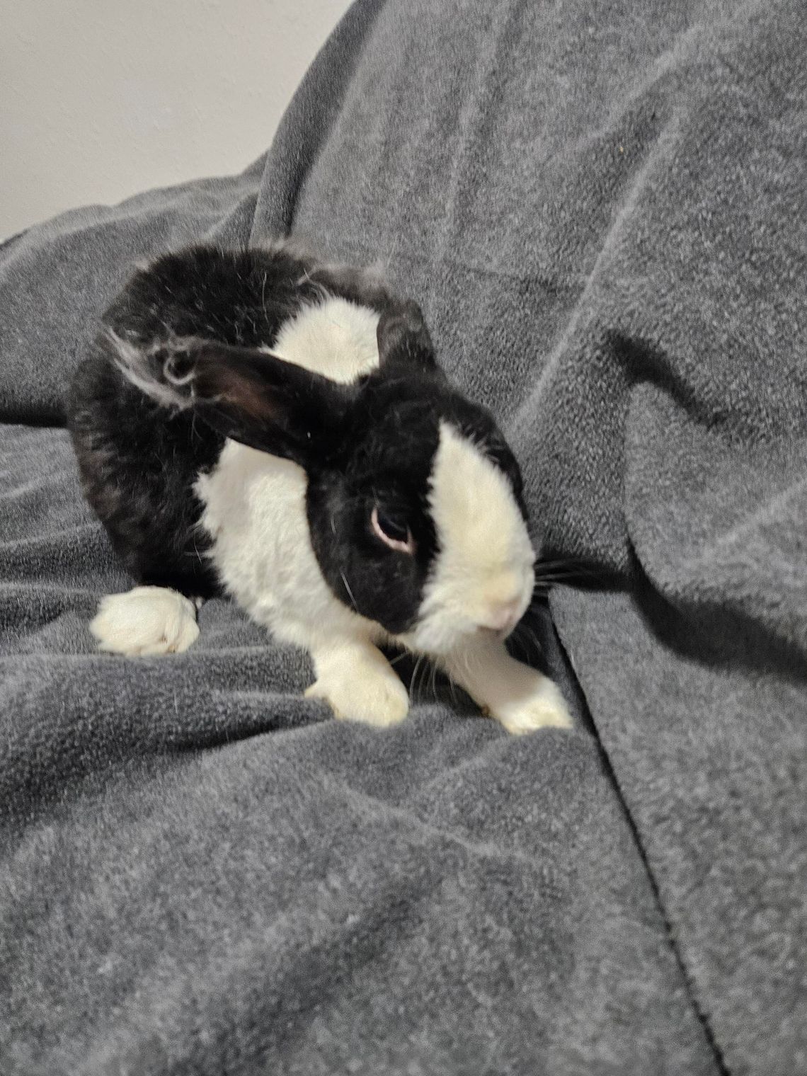 Bunny of the Week - Rambo