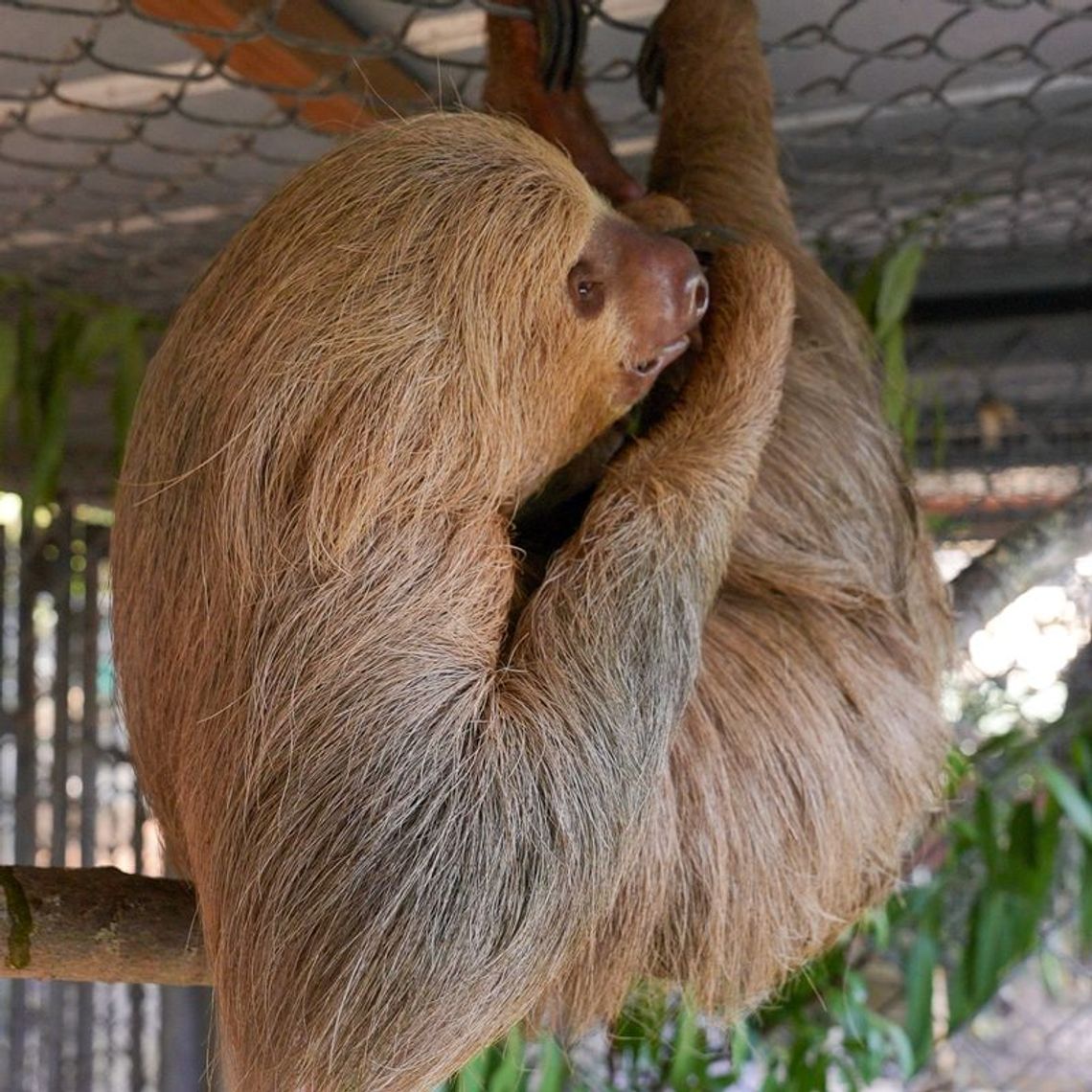 Central Florida Zoo announces passing of Habanero the sloth Central Florida Zoo announces passing of Habanero the sloth