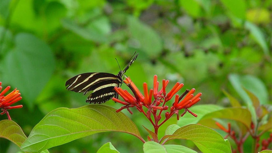 Central Florida Zoo & Botanical Gardens launches monthly botanical garden tours