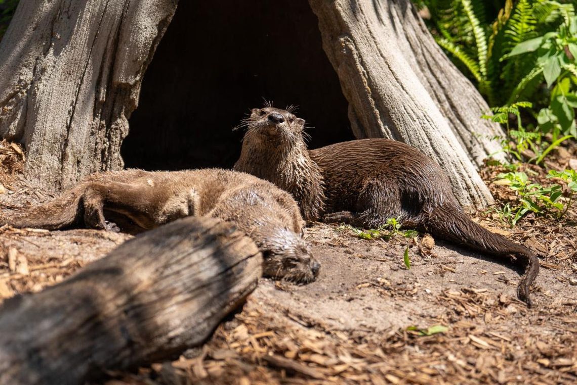 Central Florida Zoo & Botanical Gardens welcomes New Otter Central Florida Zoo & Botanical Gardens welcomes New Otter